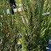Borievka skalná (Juniperus scopulorum) ´BLUE ARROW´- výška 150-170 cm, kont. C18L